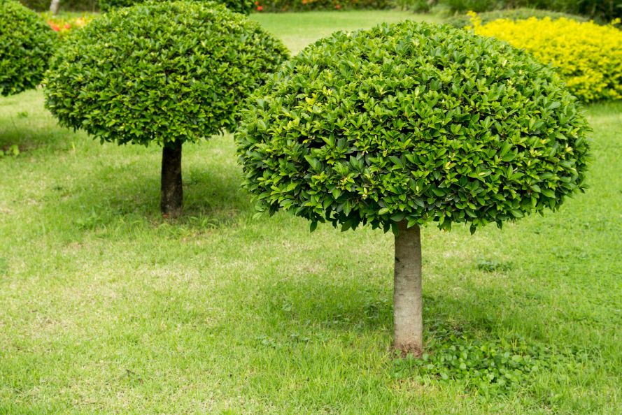 Jardin espace vert exterieur arbre